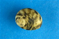 藏品(高腰蜑螺)的圖片